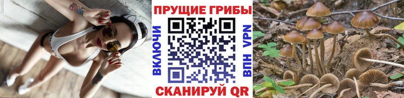 цена наркотик  Заводоуковск  Псилоцибиновые грибы Psilocybe 