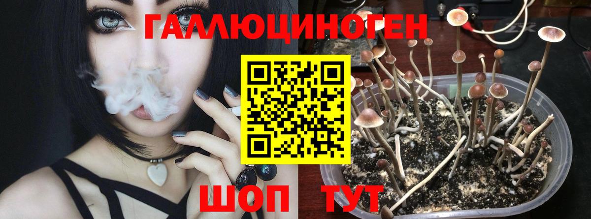 Псилоцибиновые грибы Psilocybine cubensis  Вход с VPN  где продают наркотики  Псилоцибиновые грибы мицелий  Заводоуковск 